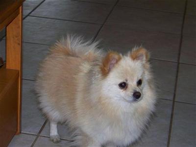 2 cream males 1 white m and 1 cream female pups